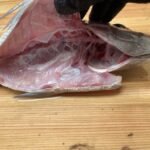 魚
